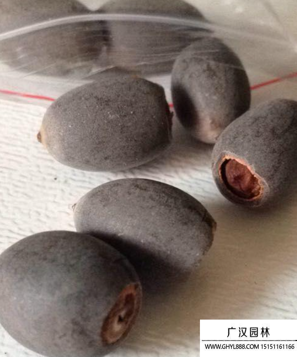 荷花種子 荷花種子