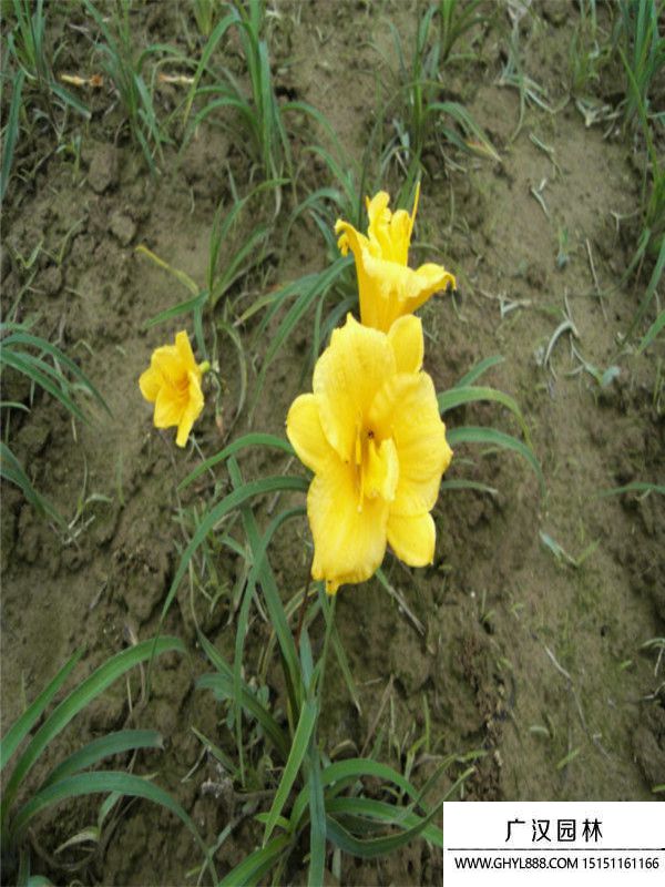 金娃娃萱草5.jpg 金娃娃萱草5.jpg