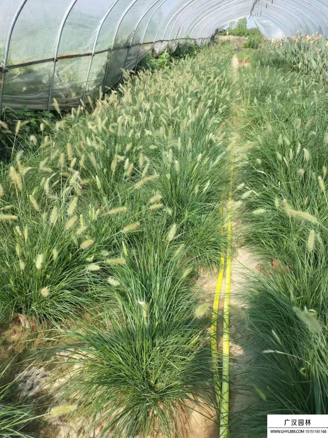 雜交狼尾草 雜交狼尾草