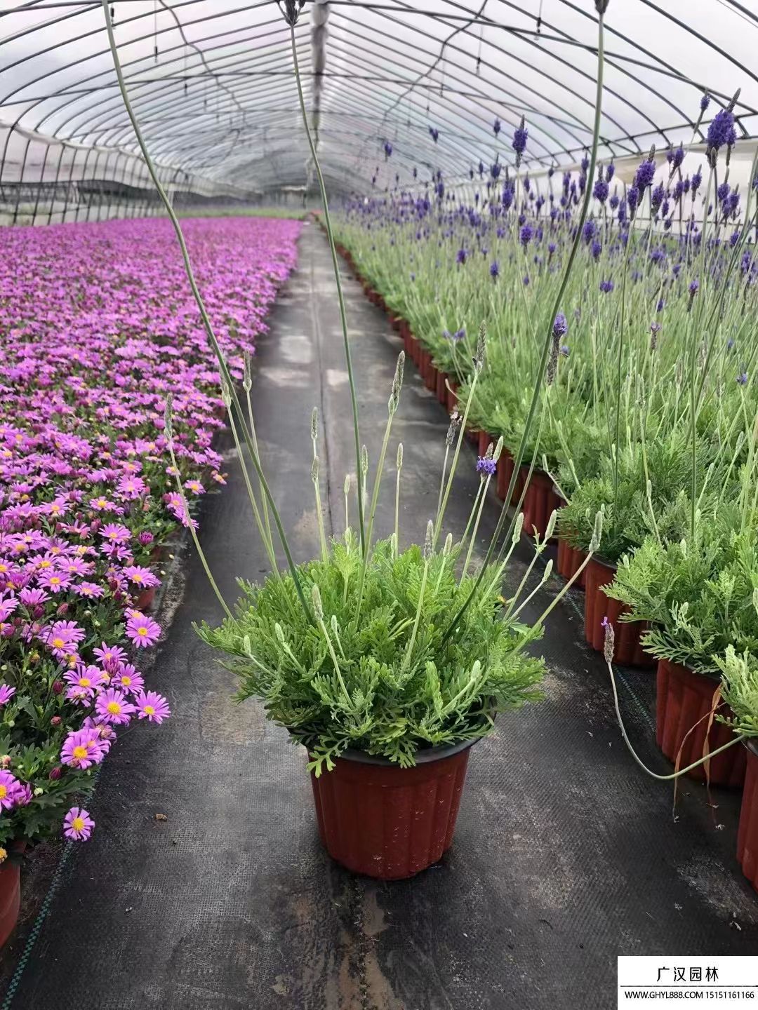 普羅旺斯薰衣草 普羅旺斯薰衣草