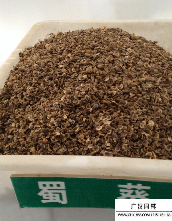 矮生蜀葵種子 矮生蜀葵種子