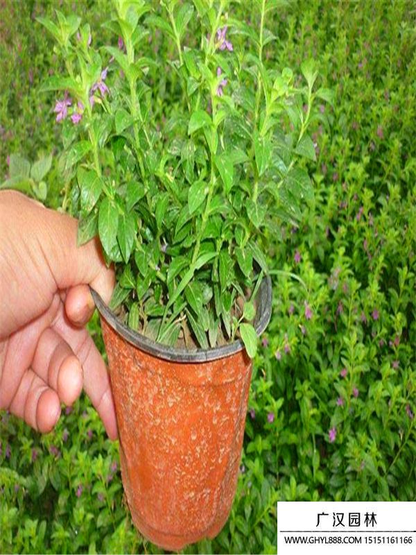 滿天星1.jpg 滿天星1.jpg