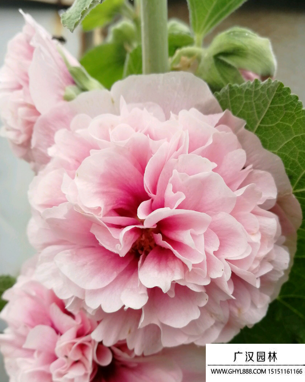 重瓣蜀葵種子 重瓣蜀葵種子