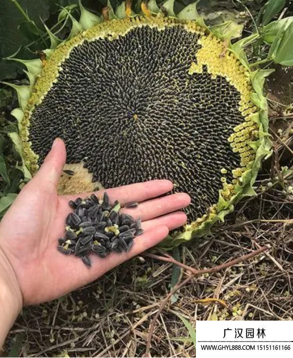 油料向日葵種子 油料向日葵種子