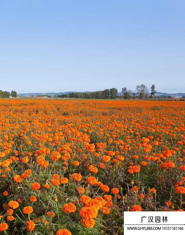 橙色萬壽菊 橙色萬壽菊