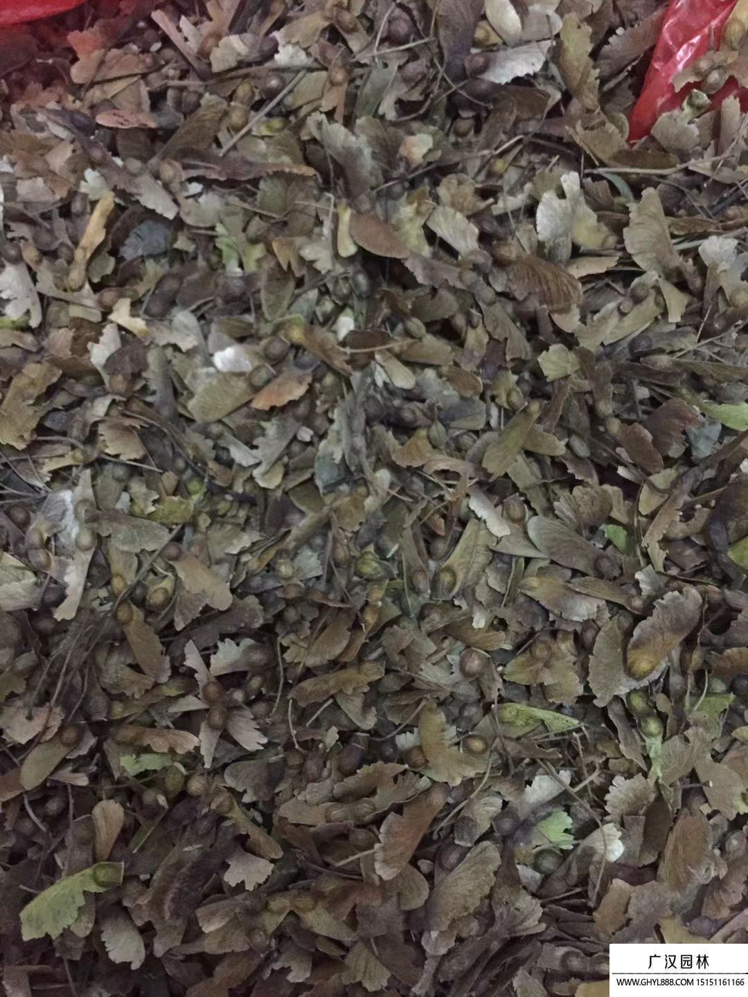 雞爪槭種子 雞爪槭種子