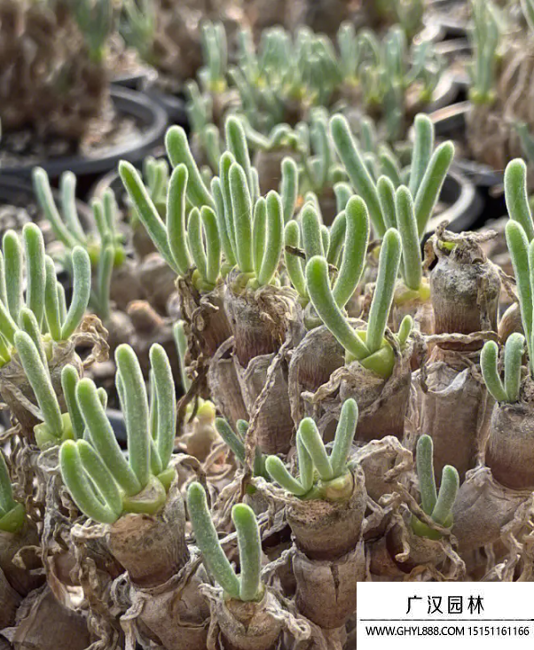 碧光環(huán) 碧光環(huán)