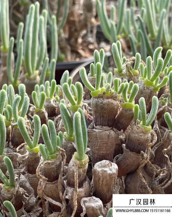 碧光環(huán) 碧光環(huán)