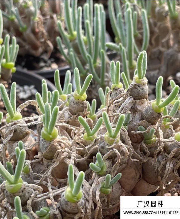 碧光環(huán) 碧光環(huán)