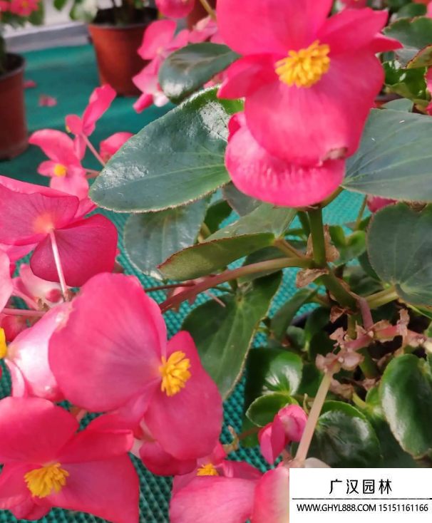 蘿卜海棠 蘿卜海棠