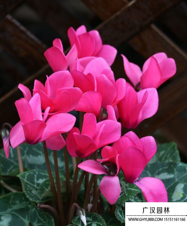 蘿卜海棠 蘿卜海棠