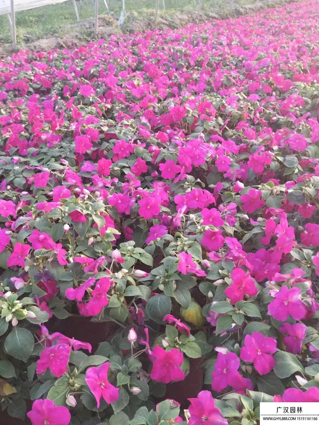 非洲鳳仙 (2).jpg