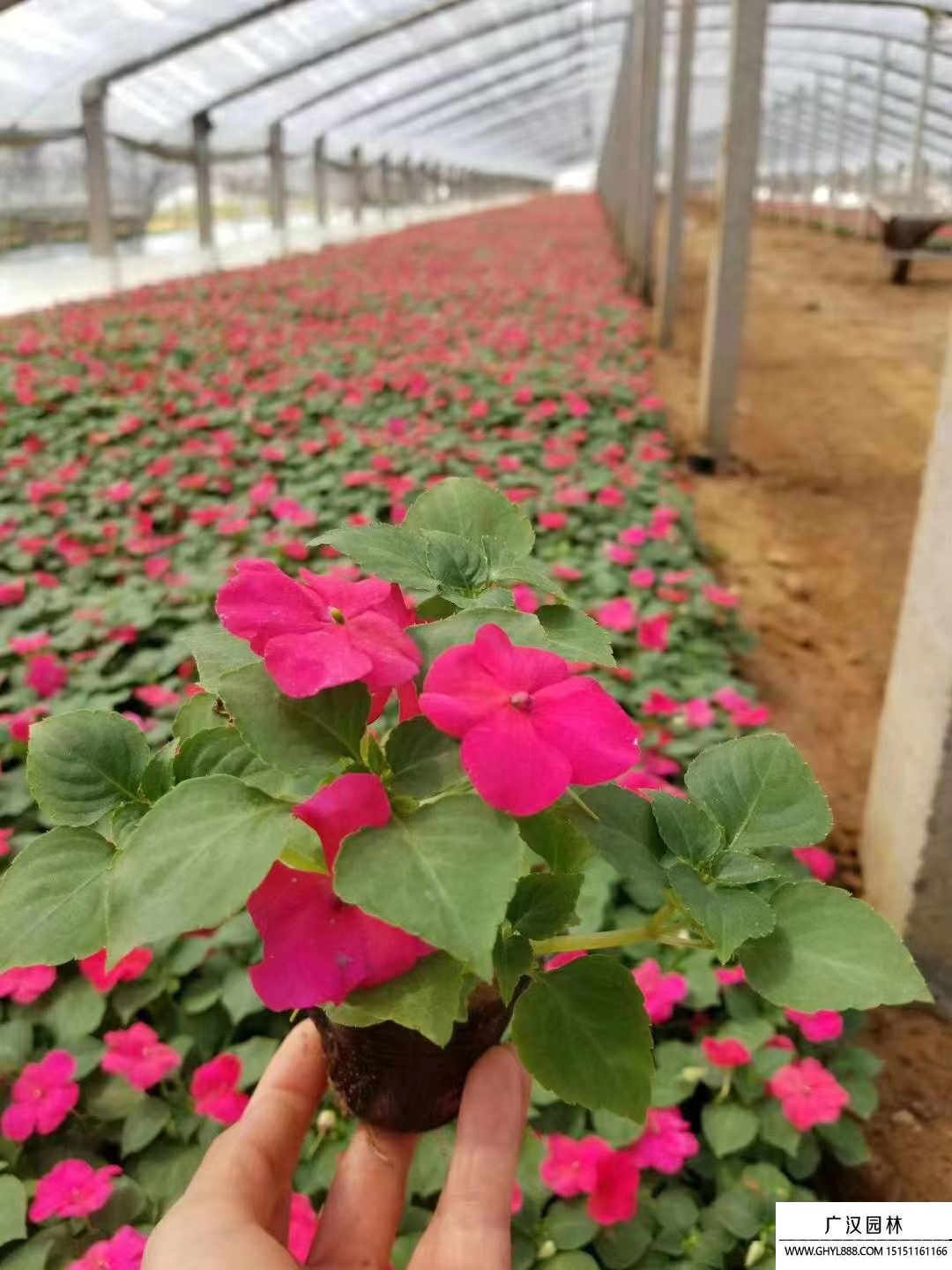 非洲鳳仙 (7).jpg