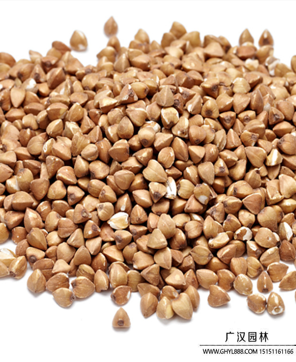 蕎麥種子 蕎麥種子