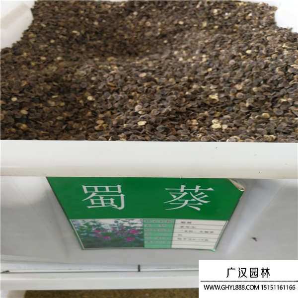 蜀葵種子