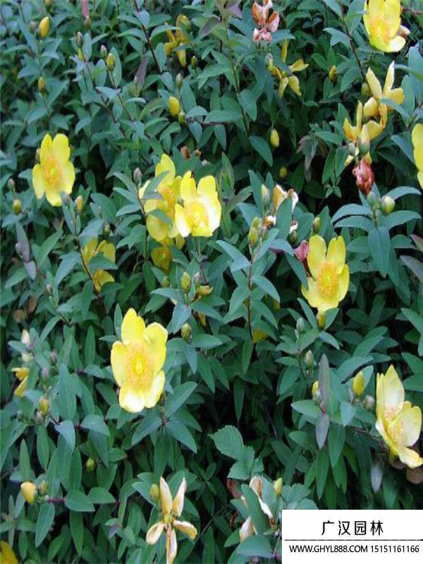 金絲梅. (9).jpg 金絲梅. (9).jpg