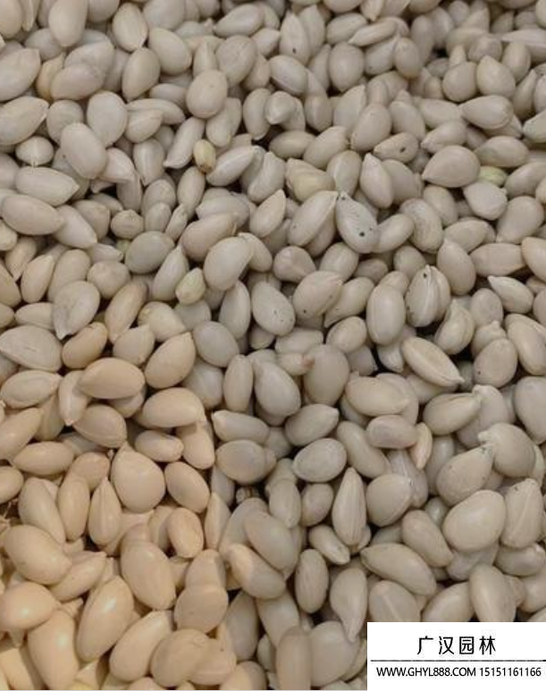 檸檬種子 檸檬種子