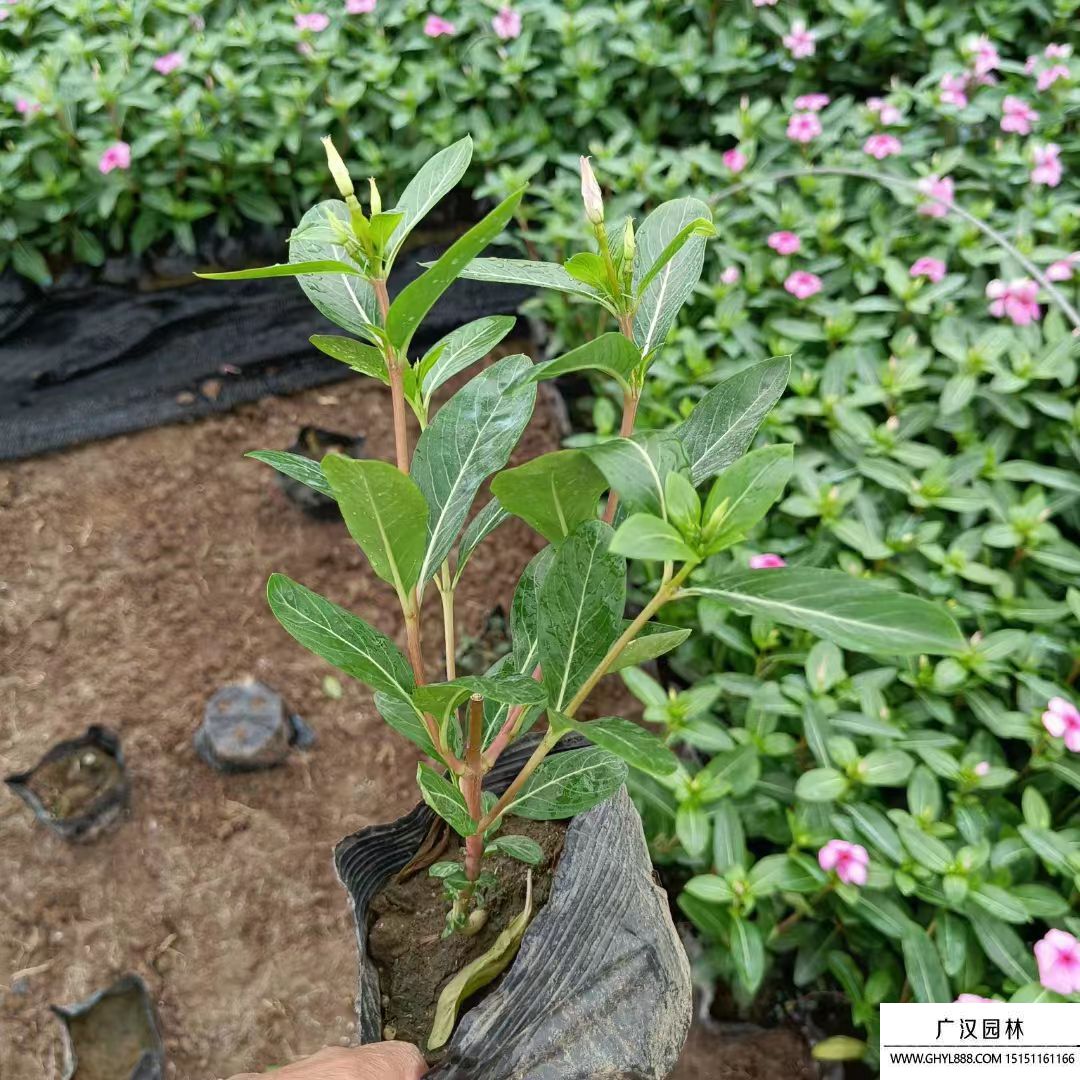 長(zhǎng)春花 長(zhǎng)春花