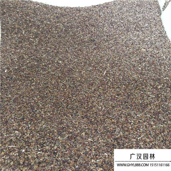 金雞菊種子 金雞菊種子