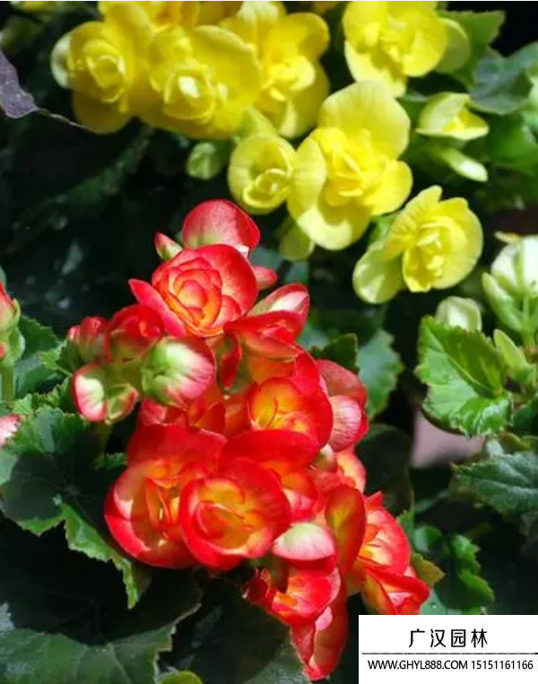 玻璃海棠 玻璃海棠