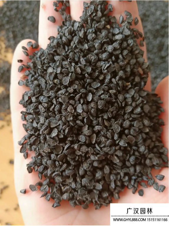 韭菜種子 韭菜種子