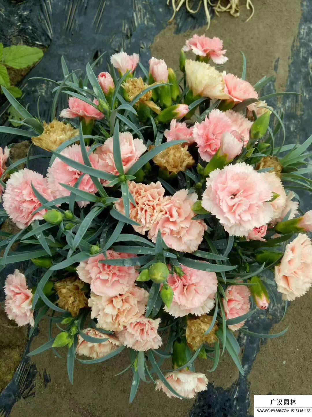 康乃馨 (9).jpg 康乃馨 (9).jpg