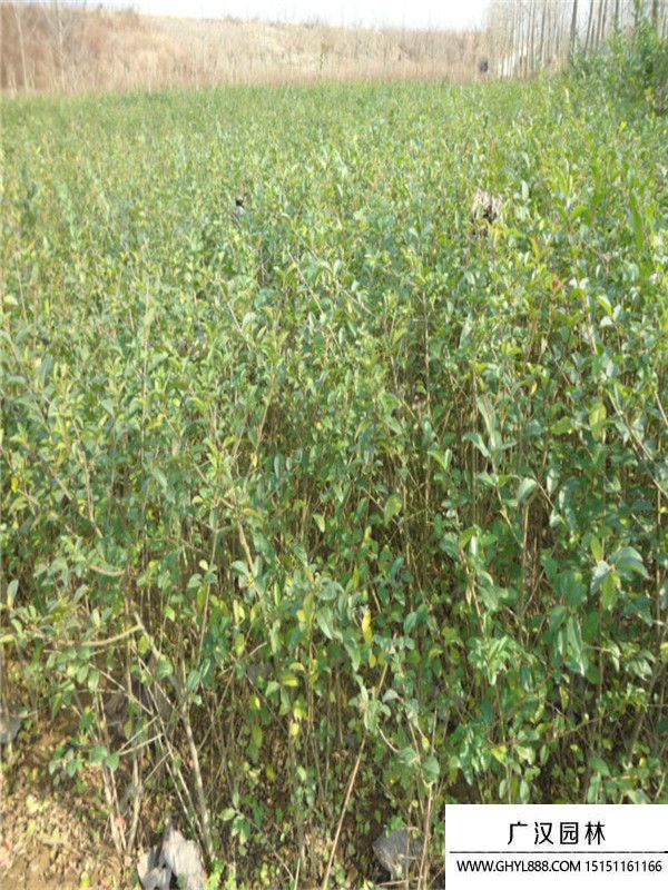 水臘1.jpg 水臘1.jpg