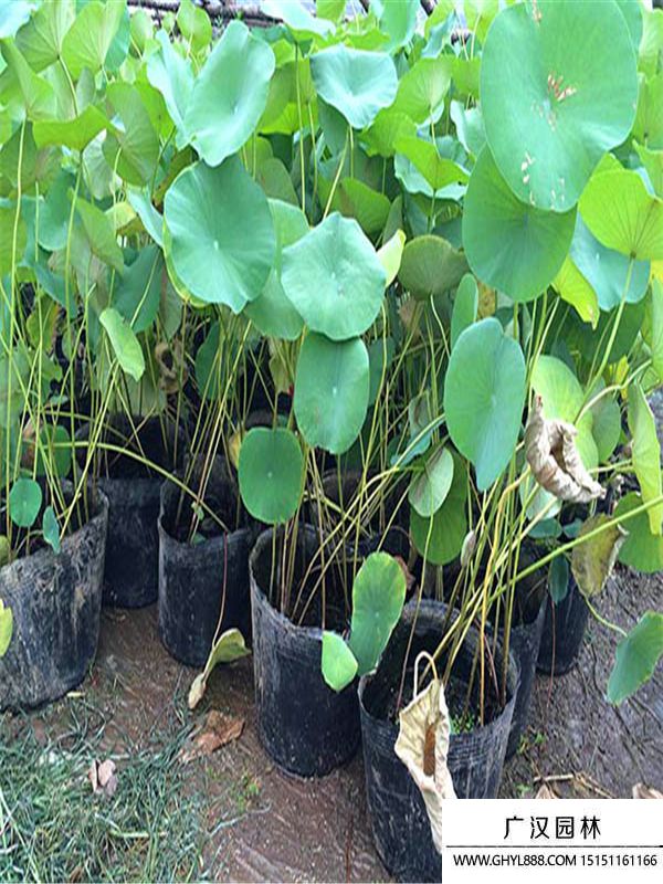 荷花 (1).jpg 荷花 (1).jpg