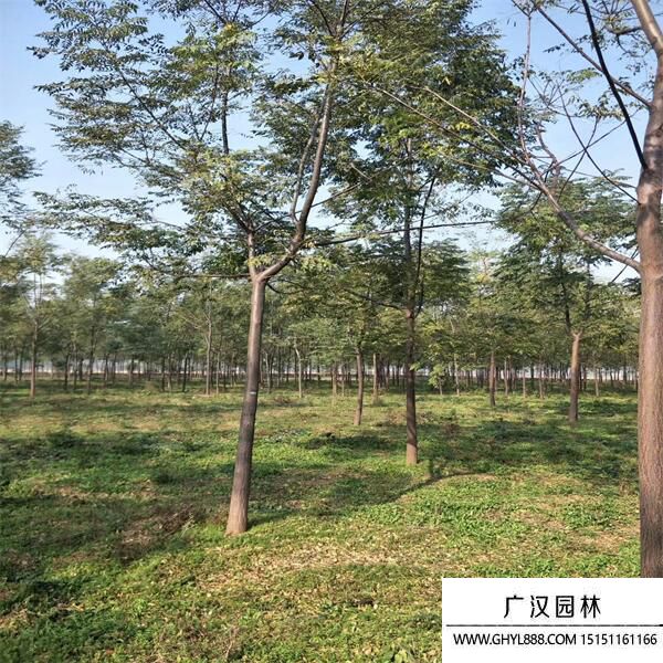 苦楝樹(shù).jpg 苦楝樹(shù).jpg