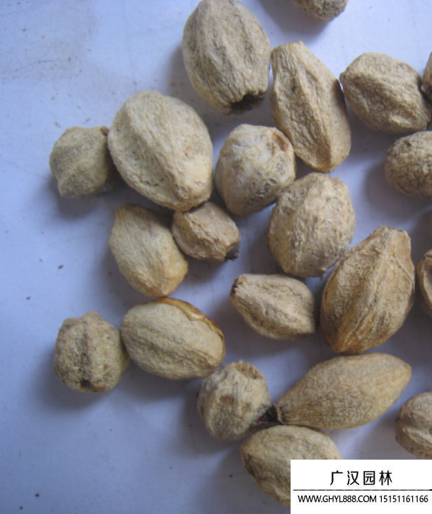 楝樹(shù)種子 楝樹(shù)種子