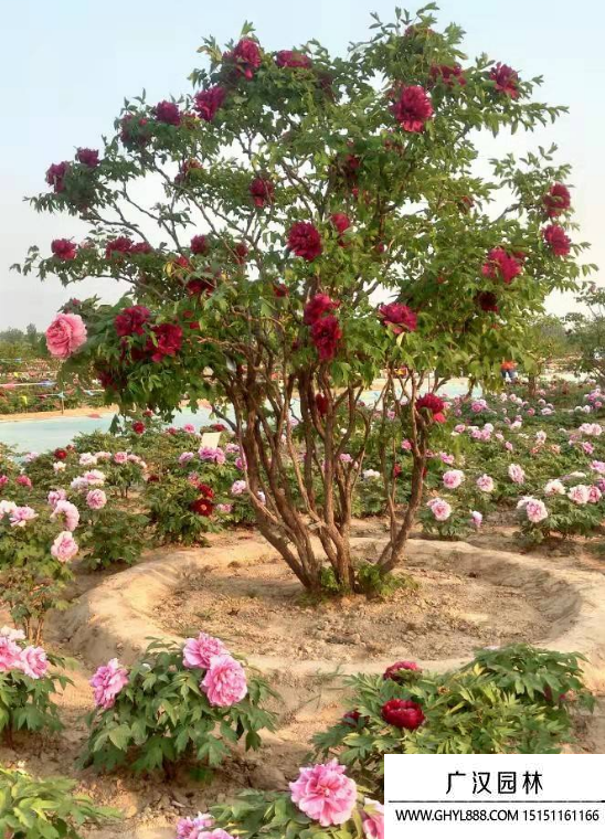 牡丹花小苗 牡丹花小苗