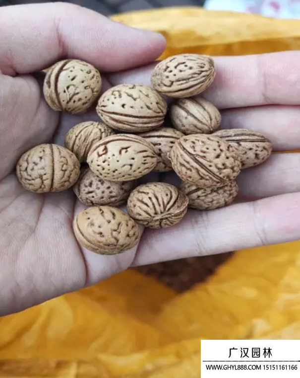 碧桃種子 碧桃種子