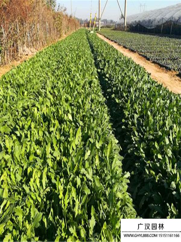 無(wú)人菊 無(wú)人菊