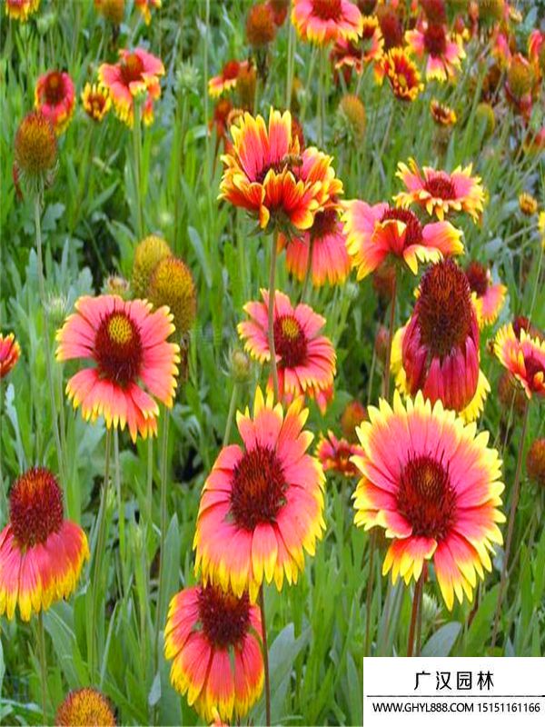 無(wú)人菊 無(wú)人菊