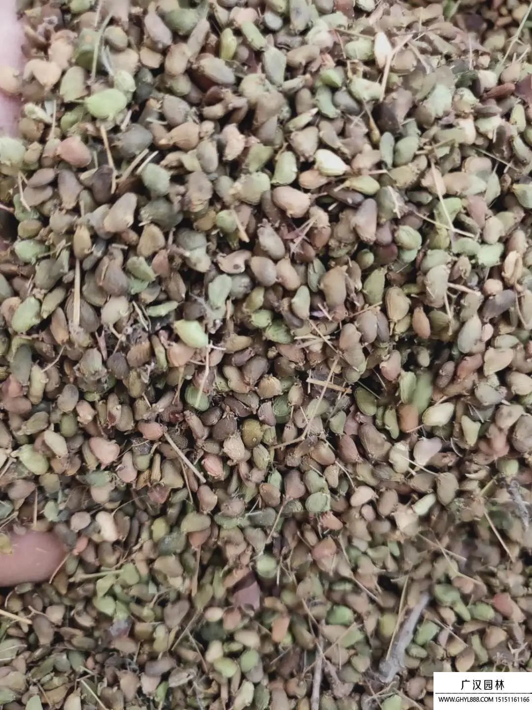 紅櫨種子 紅櫨種子