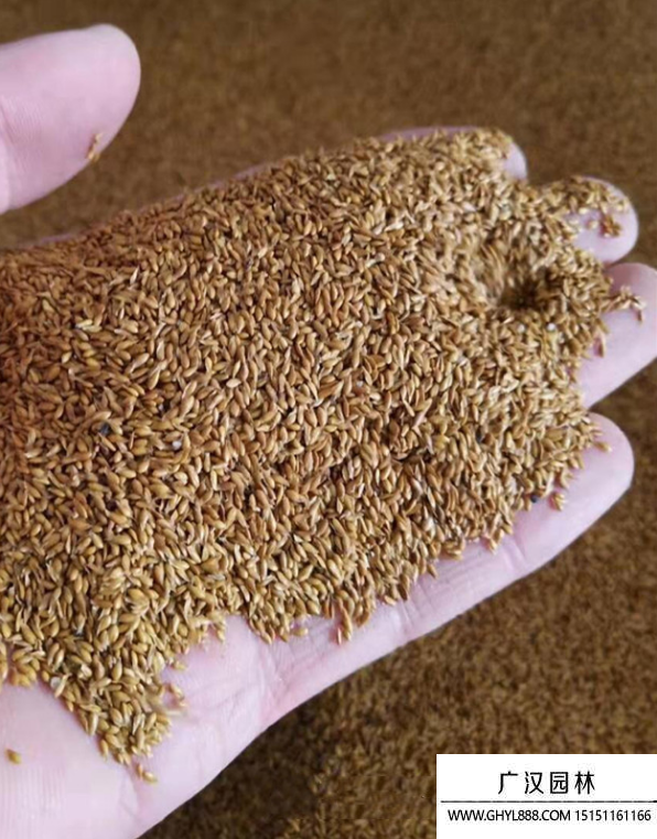 結(jié)縷草種子