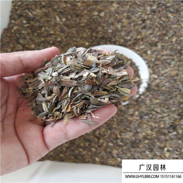 百日草種子 百日草種子