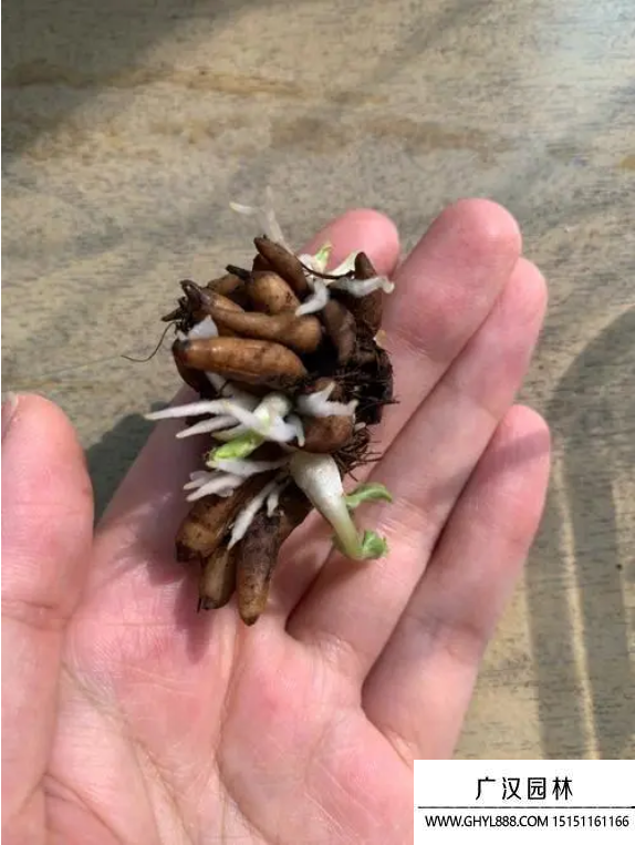 毛茛花種子 毛茛花種子