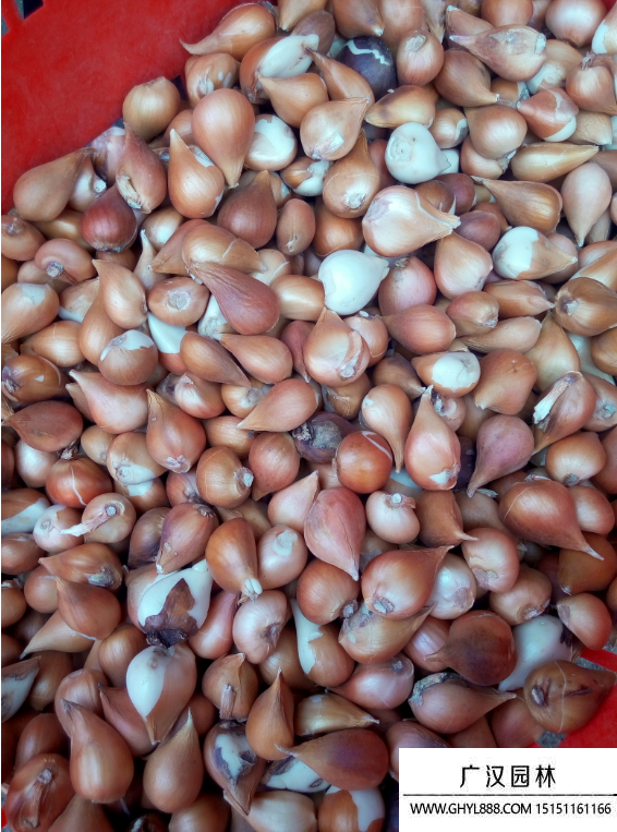 郁金香種子 郁金香種子