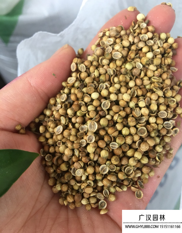 香菜種子 香菜種子