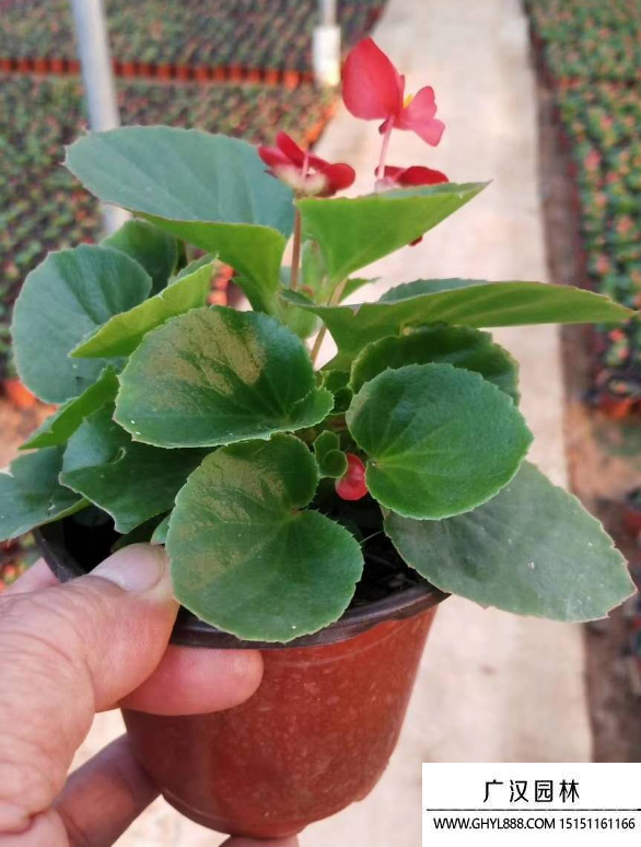 四季海棠 四季海棠