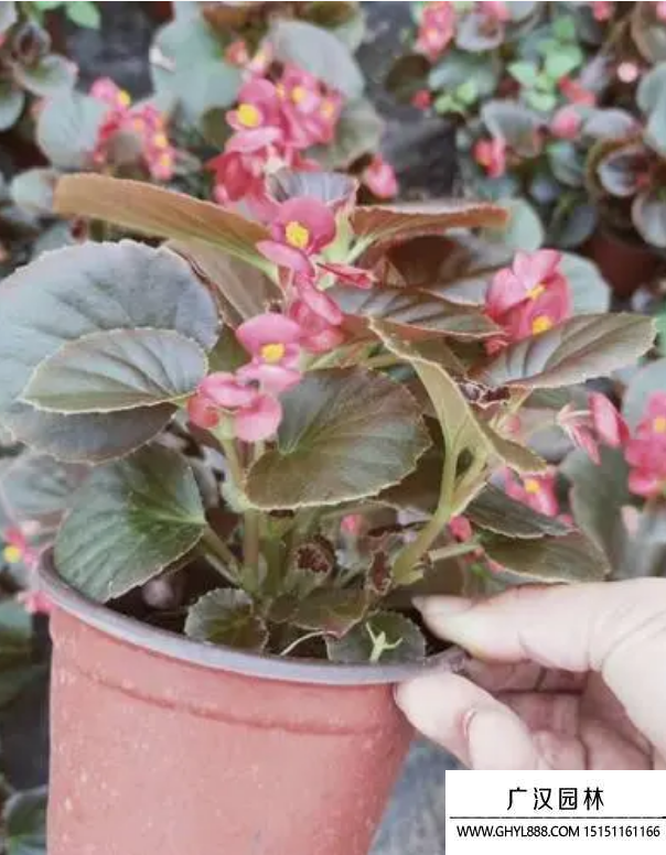 四季海棠 四季海棠