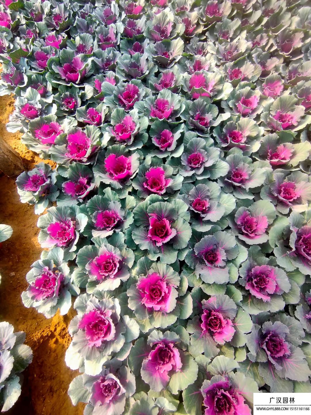 羽葉甘藍(lán) 羽葉甘藍(lán)