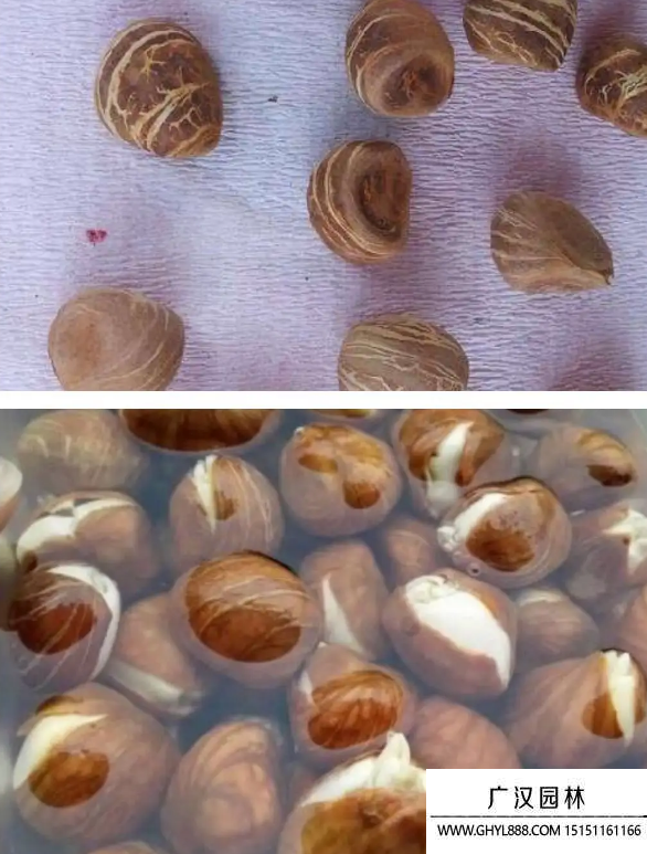 發(fā)財(cái)樹種子