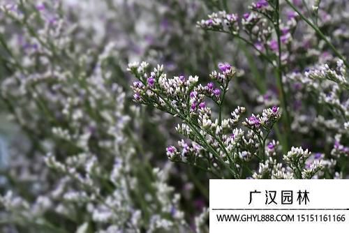 情人草圖片 情人草圖片