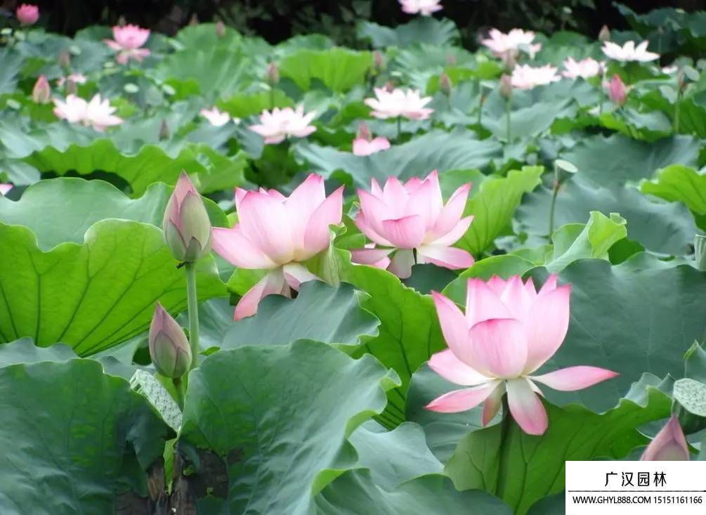 荷花一般什么時(shí)候開(kāi)放