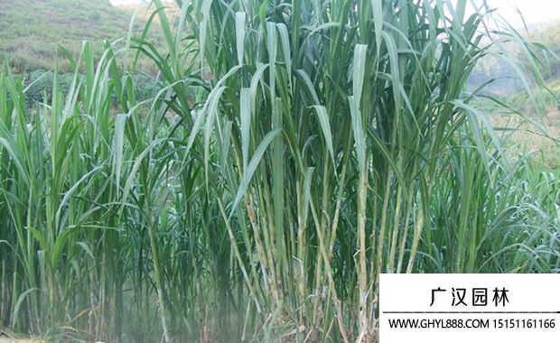 皇竹草 皇竹草