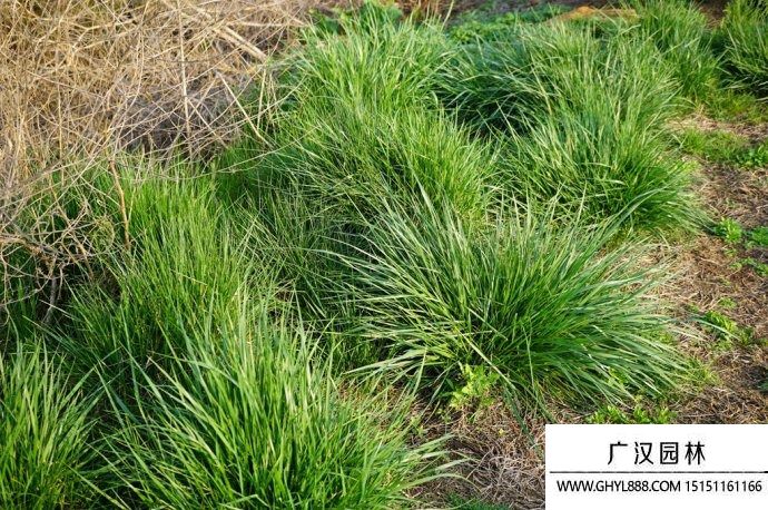 葦狀羊茅 葦狀羊茅