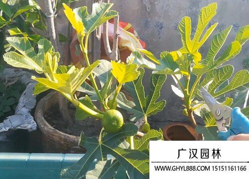 無花果圖片