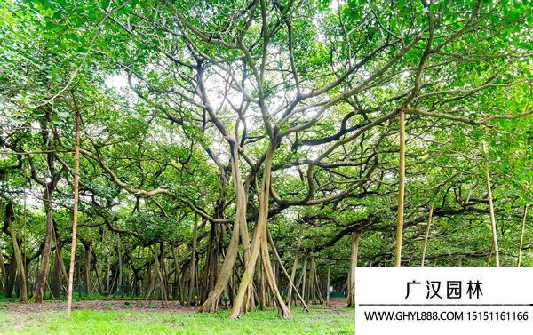 榕樹圖片 榕樹圖片